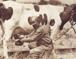 LGM Dairy Insurance - man milking a cow