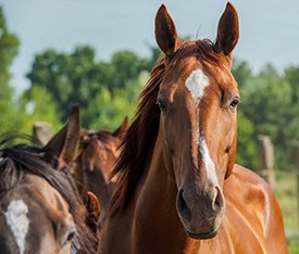 equine insurance