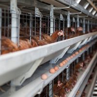 avian flu - Chickens