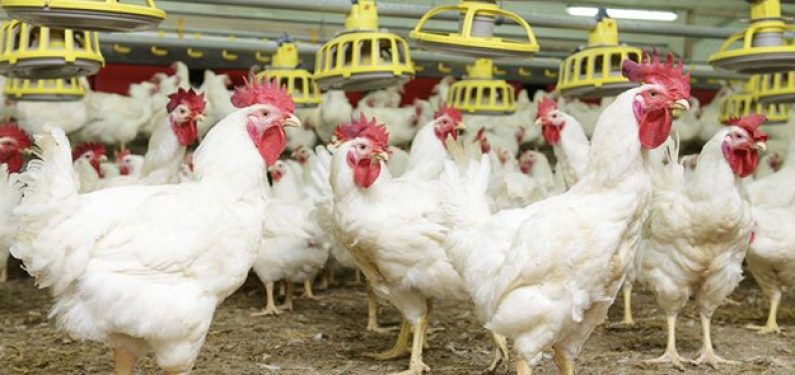 confinement agriculture poultry