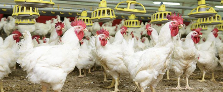 confinement agriculture poultry
