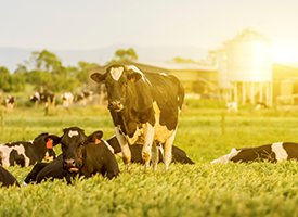 Cows in field