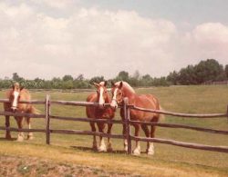 Horse Farm insurance