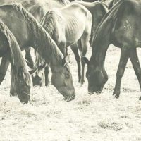 Horse Farm Insurance