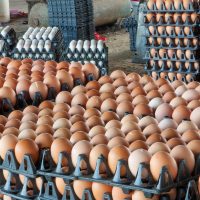 avian flu - stacks of eggs