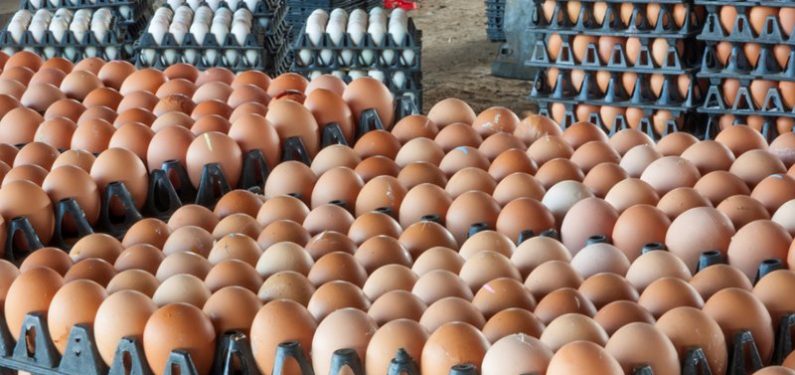 avian flu - stacks of eggs