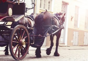 horse and carriage insurance