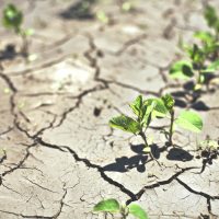 crop insurance drought