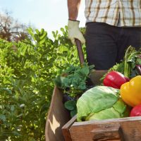 worker's compensation insurance - farm worker pushing wheelbarrow of vegetables