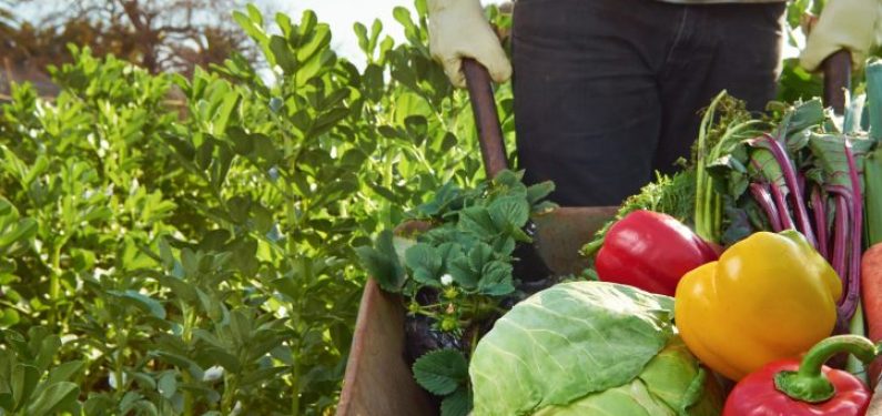 worker's compensation insurance - farm worker pushing wheelbarrow of vegetables