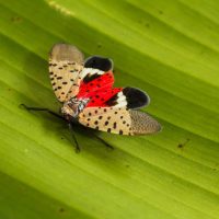 spotted lantern fly on a leaf