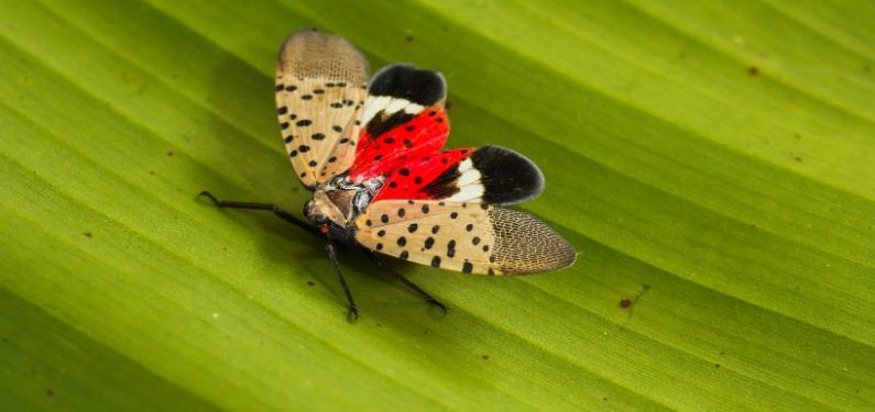 spotted lantern fly on a leaf