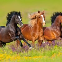 three horses running through a meadow