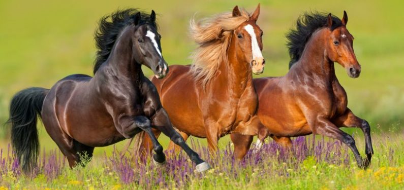 three horses running through a meadow