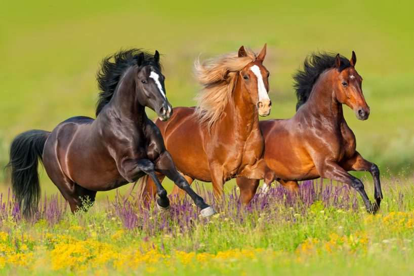 7 Factors That Affect the Cost of Horse Mortality Insurance | Ruhl