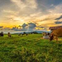 cows grazing in a field