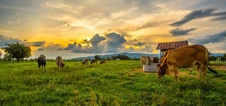 cows grazing in a field