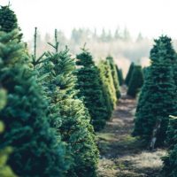 trees in a line at a christmas tree farm