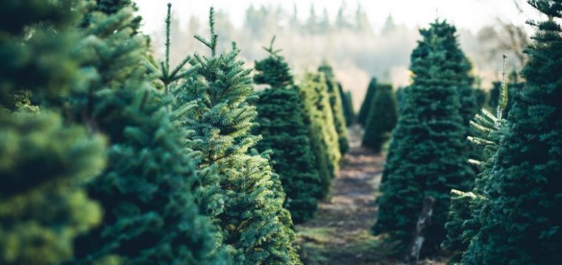 trees in a line at a christmas tree farm