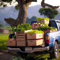 blue pickup truck with crates of vegetables in the bed