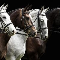 4 horses standing in a line for a dressage competition