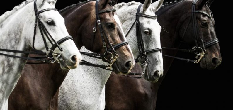 4 horses standing in a line for a dressage competition