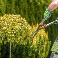 landscaper trimming bushes with shears