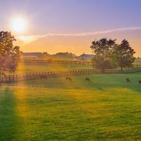 horse farm - horses grazing in a field at sunset