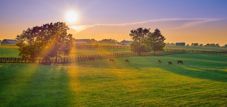 horse farm - horses grazing in a field at sunset