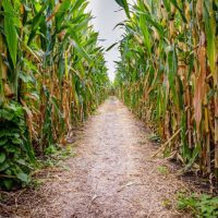 entrance to a corn maze