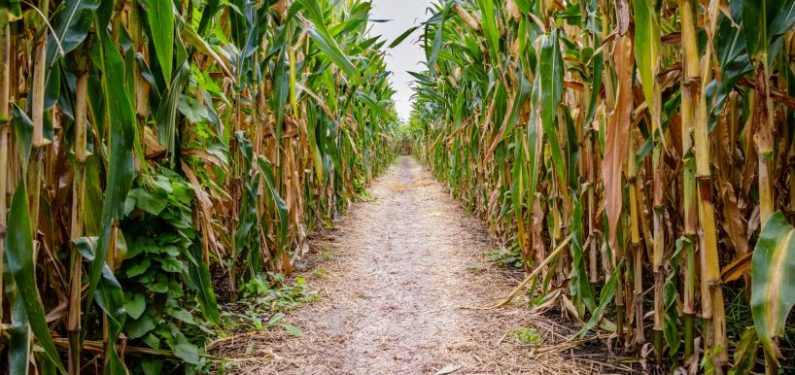 entrance to a corn maze