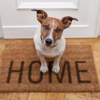 dog sitting on a home welcome mat