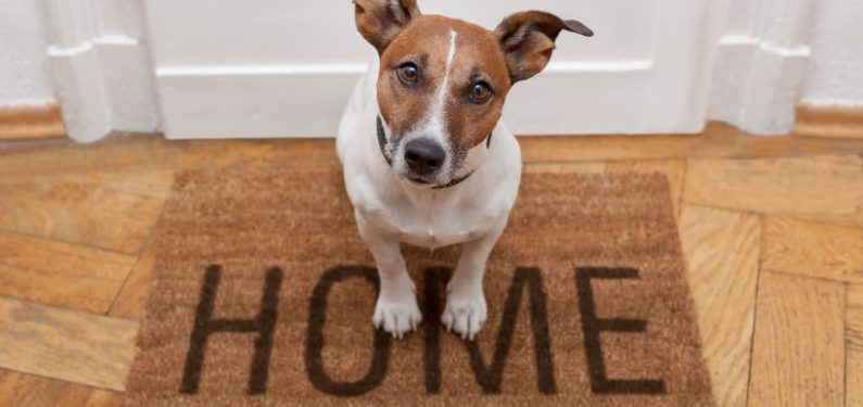 dog sitting on a home welcome mat