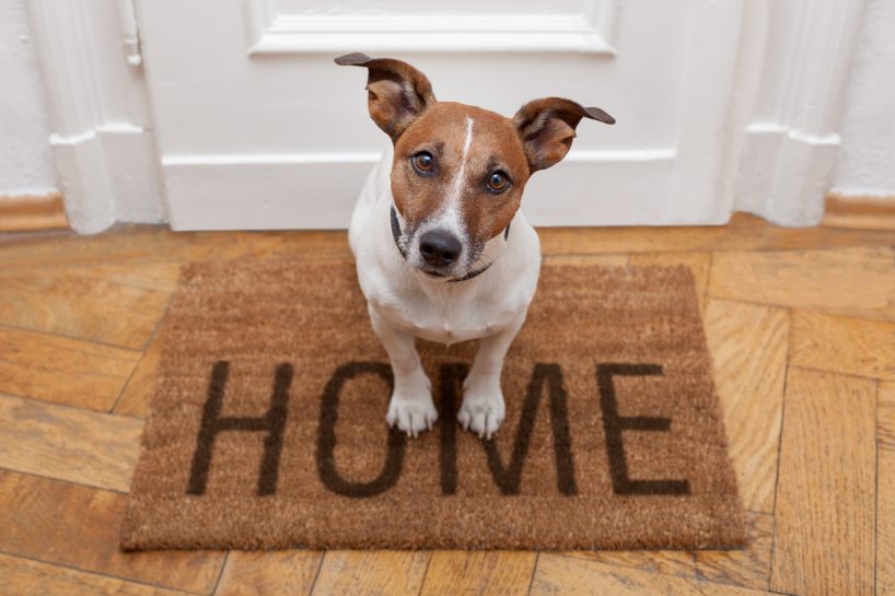 Does Homeowners Insurance Cover Dogs? Ruhl Insurance