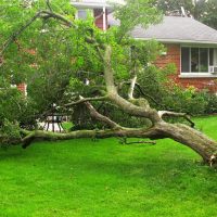 fallen tree in backyard