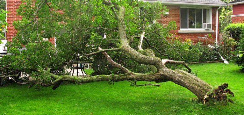 fallen tree in backyard