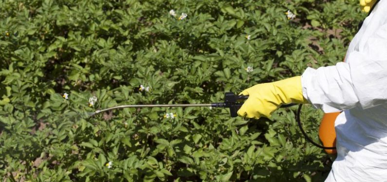 farmer spraying insecticide