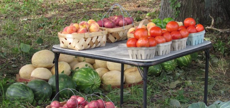 roadside stand - various types of produce on a table