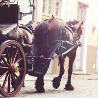 two horses pulling a carriage on a roadway