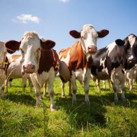 cows in a field