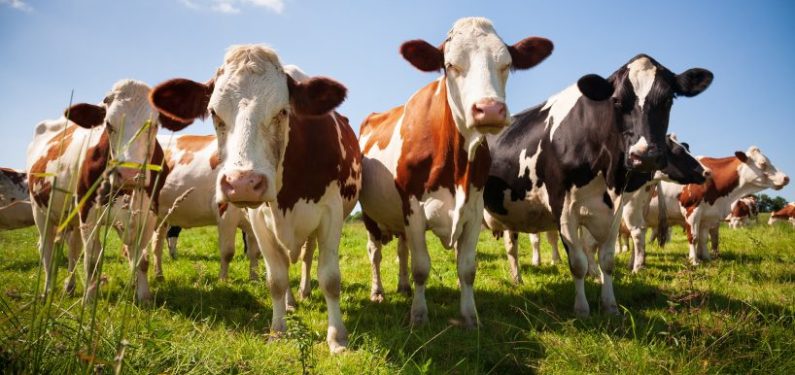 cows in a field