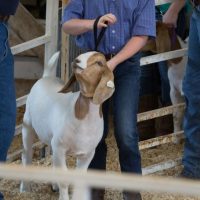 4-h and ffa - goats and people at a farm show