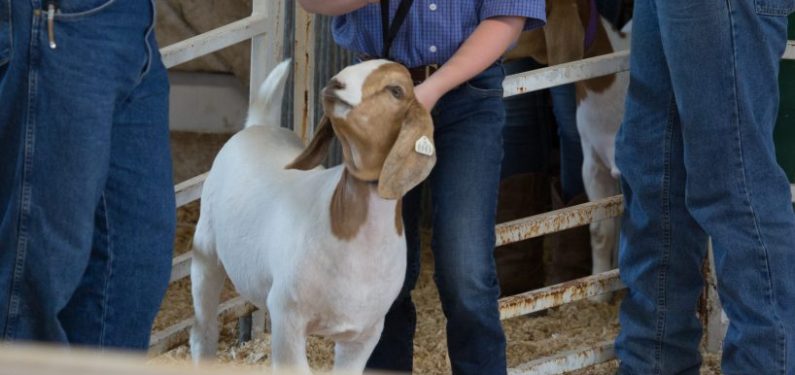 4-h and ffa - goats and people at a farm show