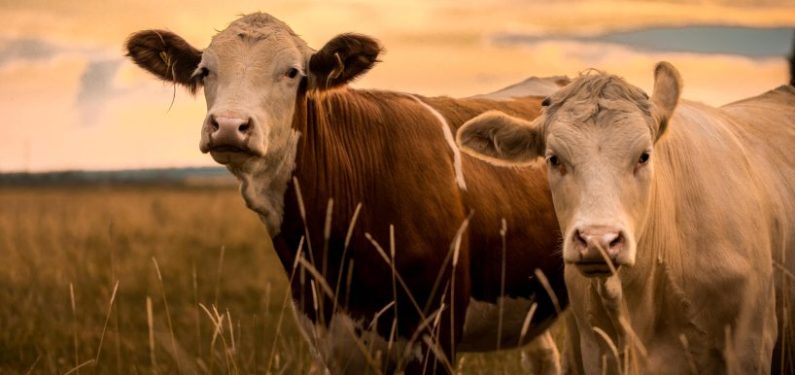 two cows in a field