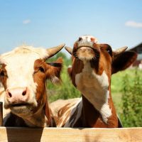 two cows at fence with blurred dairy farm background
