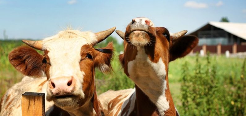 two cows at fence with blurred dairy farm background
