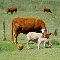 cows, sheep, and chickens in a farm field