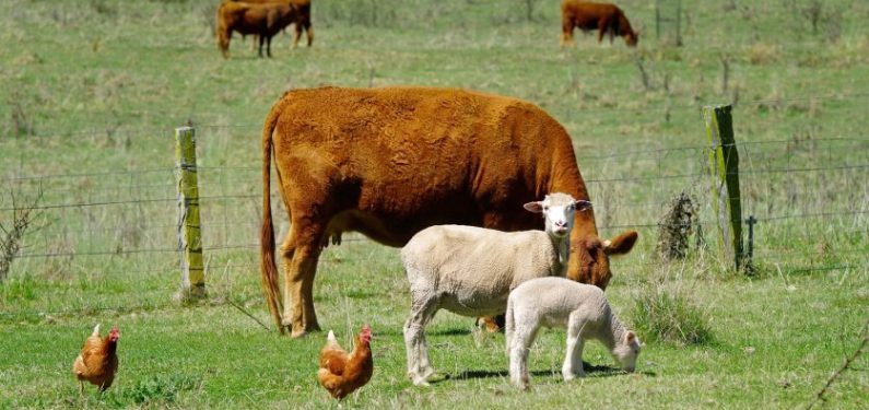 cows, sheep, and chickens in a farm field