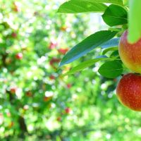 ripe red apples in an orchard before harvest