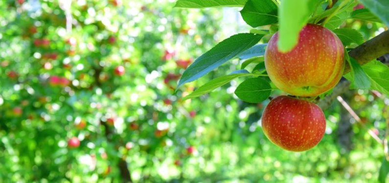 ripe red apples in an orchard before harvest